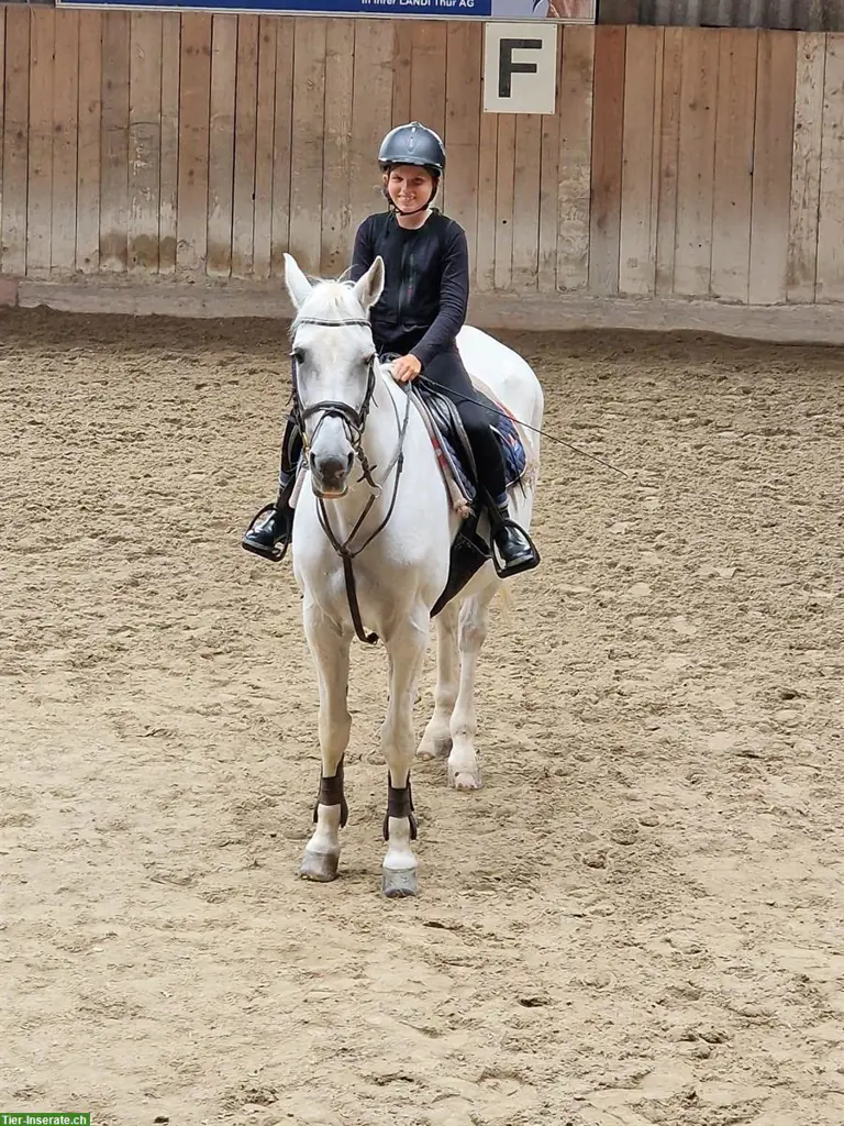 Suche Reitbeteiligung im Raum Wil SG