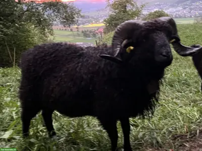 Ouessant Schafbock zu verkaufen