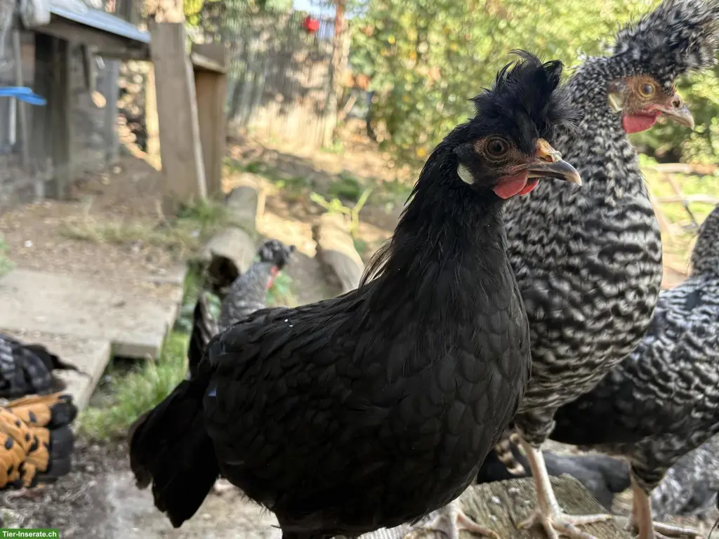 Appenzeller Spitzhauben Junghähne aus Naturbrut