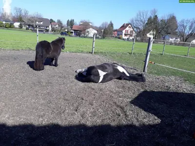 2 schöne Aussenboxen mit direktem Weidezugang in Dulliken zu vergeben!