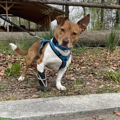 Jack Russell-Mix Lucas mit Handicap, braucht Hundeerfahrung