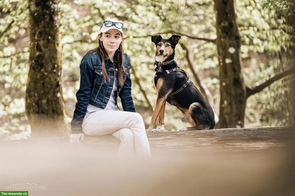 Leinenführigkeit - Endlich ein ausgeglichener Hund