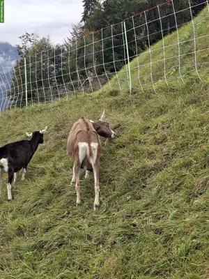 Bio Ziegen zu verkaufen, hornlos reinrassig und kreuzungen🐐🐐