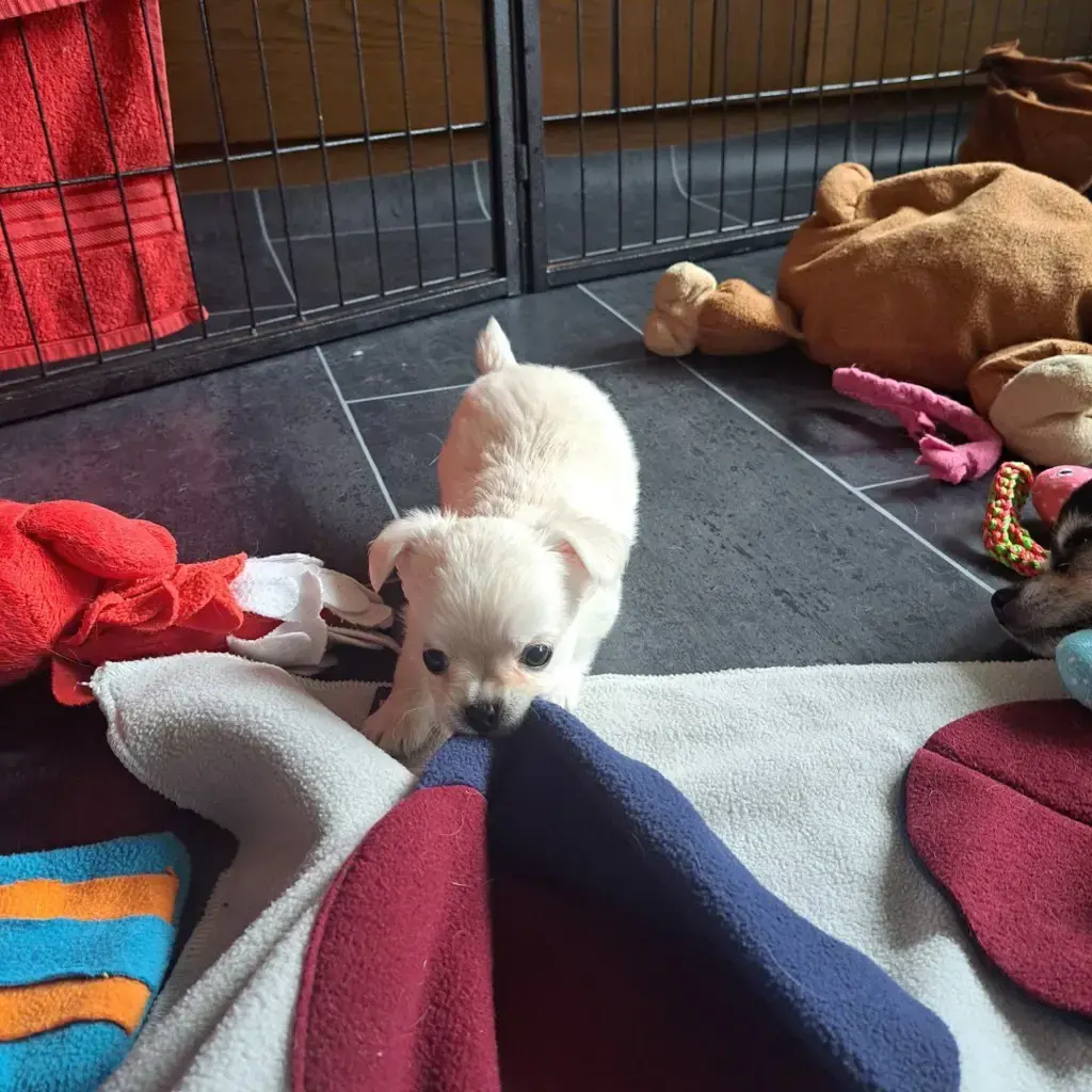 Wunderschöne Chihuahua CH-Welpen