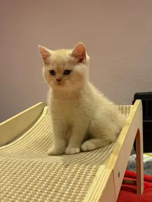 Britisch Kurzhaar Kitten,  Kater, rasserein