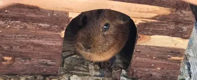 3 Männliche unkastrierte Meerschweinchen