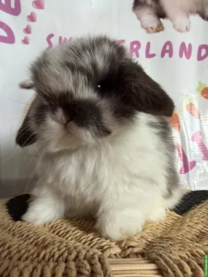 Junge Mini-Lops suchen ein neues Zuhause
