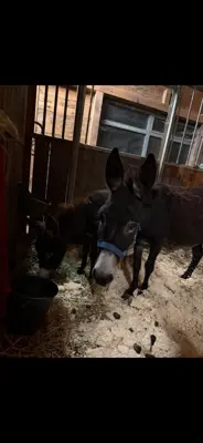 Eselstute mit Stutfohlen bei Fuss