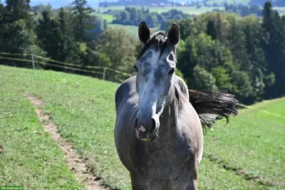 2-jähriger CH-Wallach von Diacontinus x Karondo von Schlösslihof