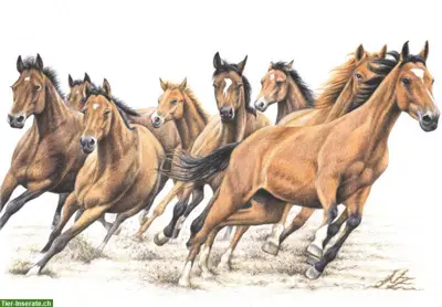 Sensible Pferde & Ponys suchen liebenswerte Reitbeteiligung