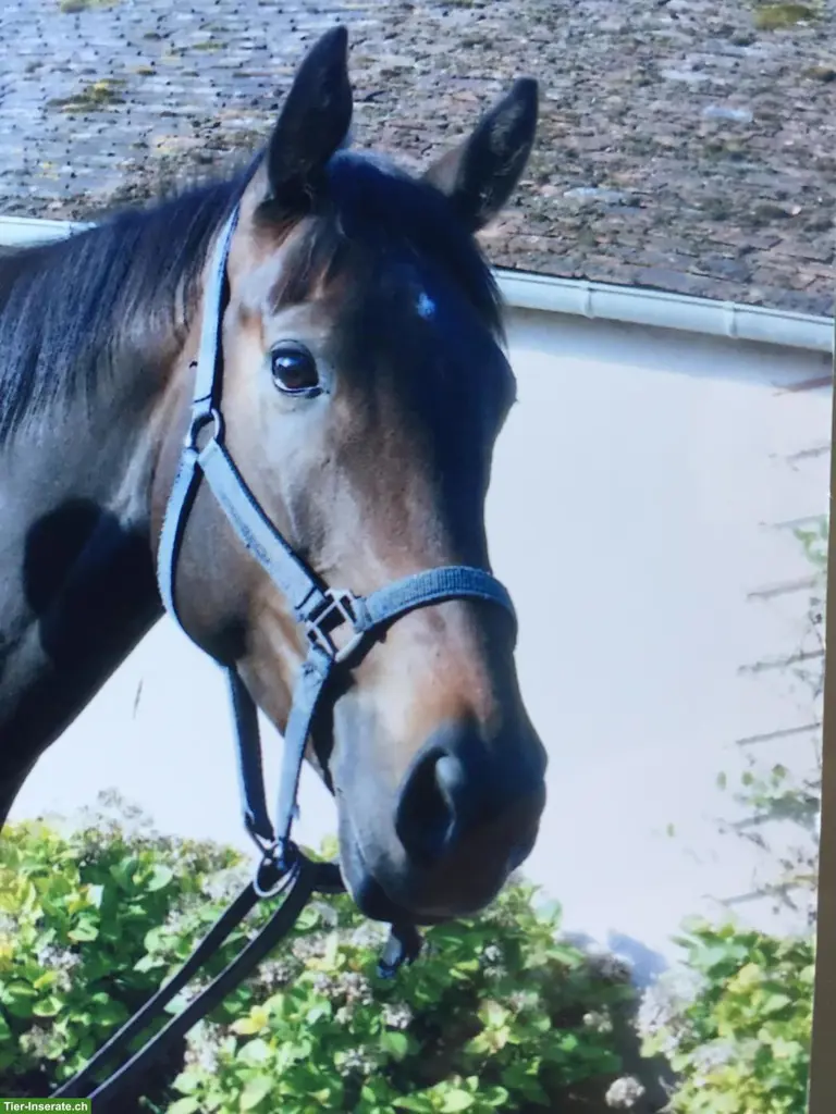 Vollblutstute Elenya sucht Platz als Beistellpferd