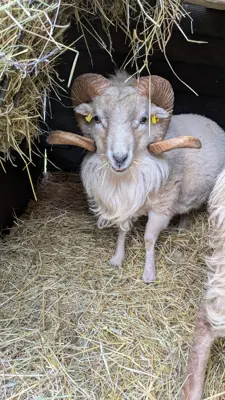Ouessant Zuchtbock zu verkaufen (Tausch möglich)