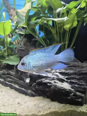 Electric Blue Akara Nachwuchs, Blaupunktbuntbarsche abzugeben