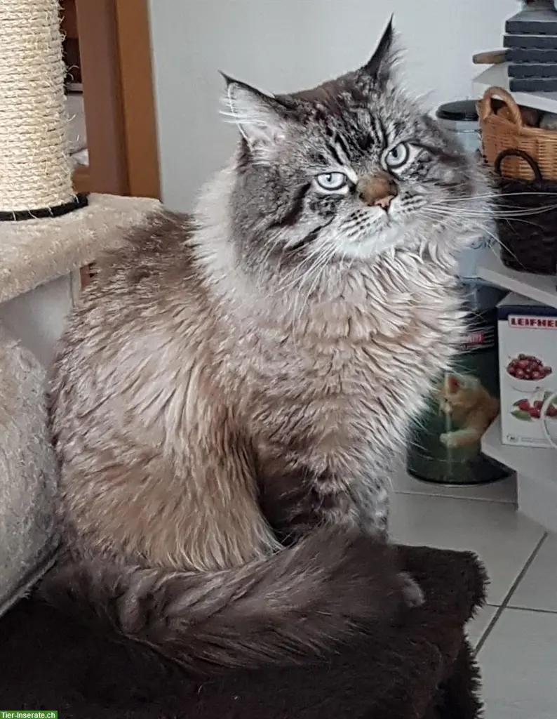 Ragdoll Deckkater Seal Lynx Colourpoint, reinrassig