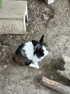 4 Löwenkopf Kaninchen inkl. Gehege und Zubehör