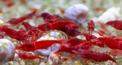 Rote Zwerggarnelen, rote Sakura, Neocaridina davidi var. red