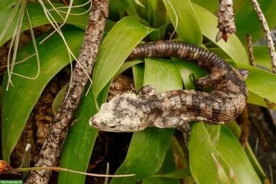 Baumschleichen Abronia sp. zu verkaufen