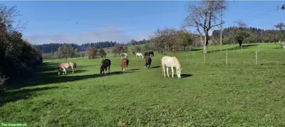 Freie Plätze im idyllischen Offenstall in Braunau TG