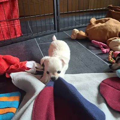 Wunderschöne Chihuahua CH-Welpen