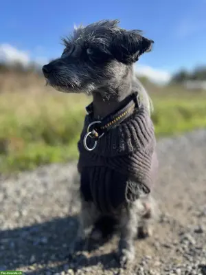 Chinese Crested Dog Rüde sucht sein Schlosssofa