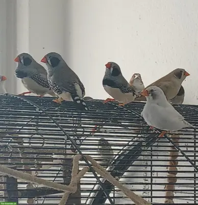 Schwarzwangen Zebrafinken abzugeben