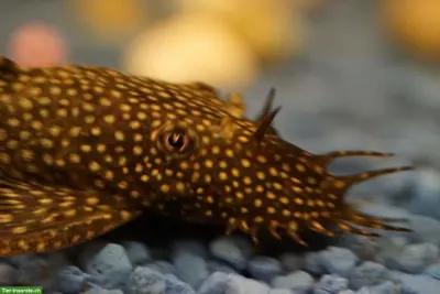 Antennenwelse / Bristlenose Plecos - GRATIS