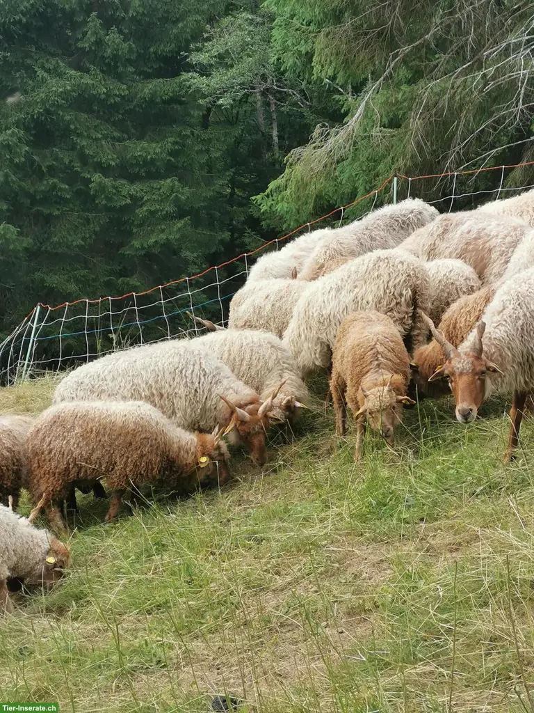 Zackelschaf Auen, Rarität