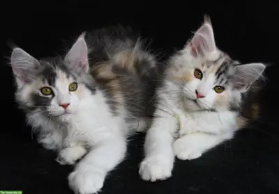 Maine Coon Kitten aus seriöser Hobbyzucht