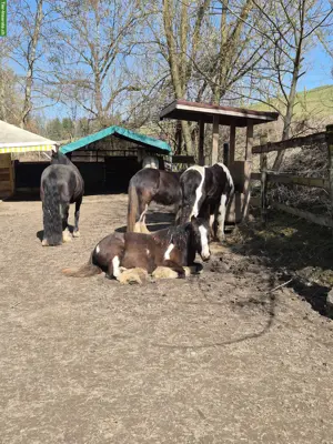 Suchen Pferdehof/Bauernhof mit Pferdehaltung im TG, SG, AG, LU, ZH