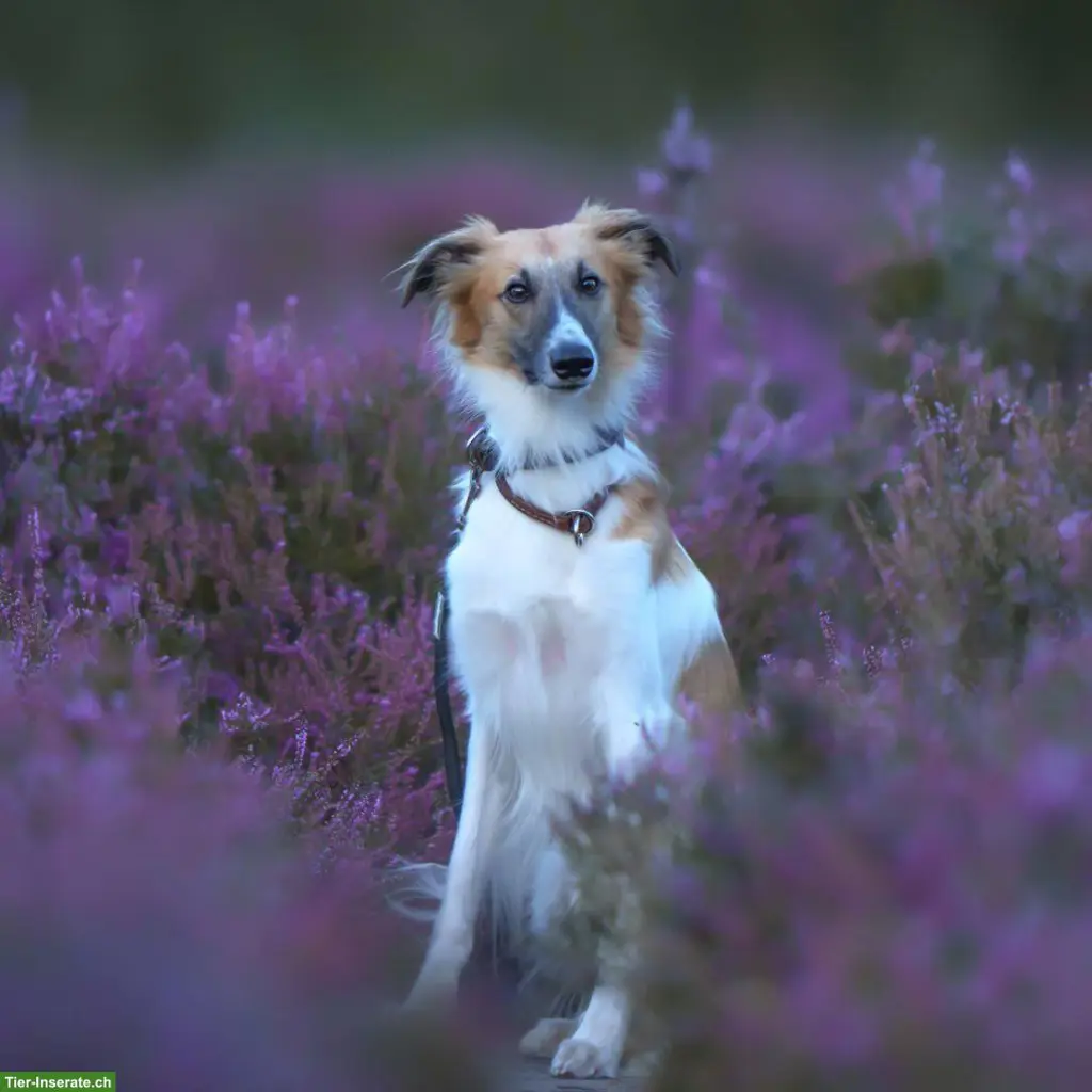 Herbst Fotoshooting "DOGS IN MOTION"