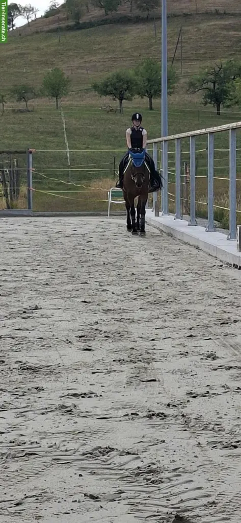 Suche Reitbeteiligung nähe Seewen/Hochwald SO