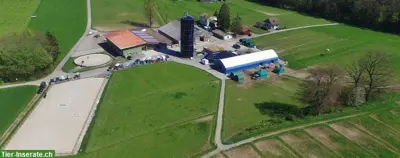 2 Auslaufboxen sowie grosse (20 m2) neue Innenboxen zu vermieten