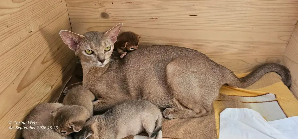 Zuckersüße Reinrassige Abessinier-Kitten suchen ihr Glück – kleine Persönlichkei
