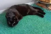 Blacky 12j. sucht ein Zuhause mit Freigang