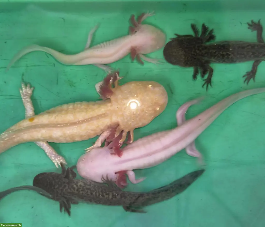 Axolotl (Ambystoma mexicanum) Nachzucht