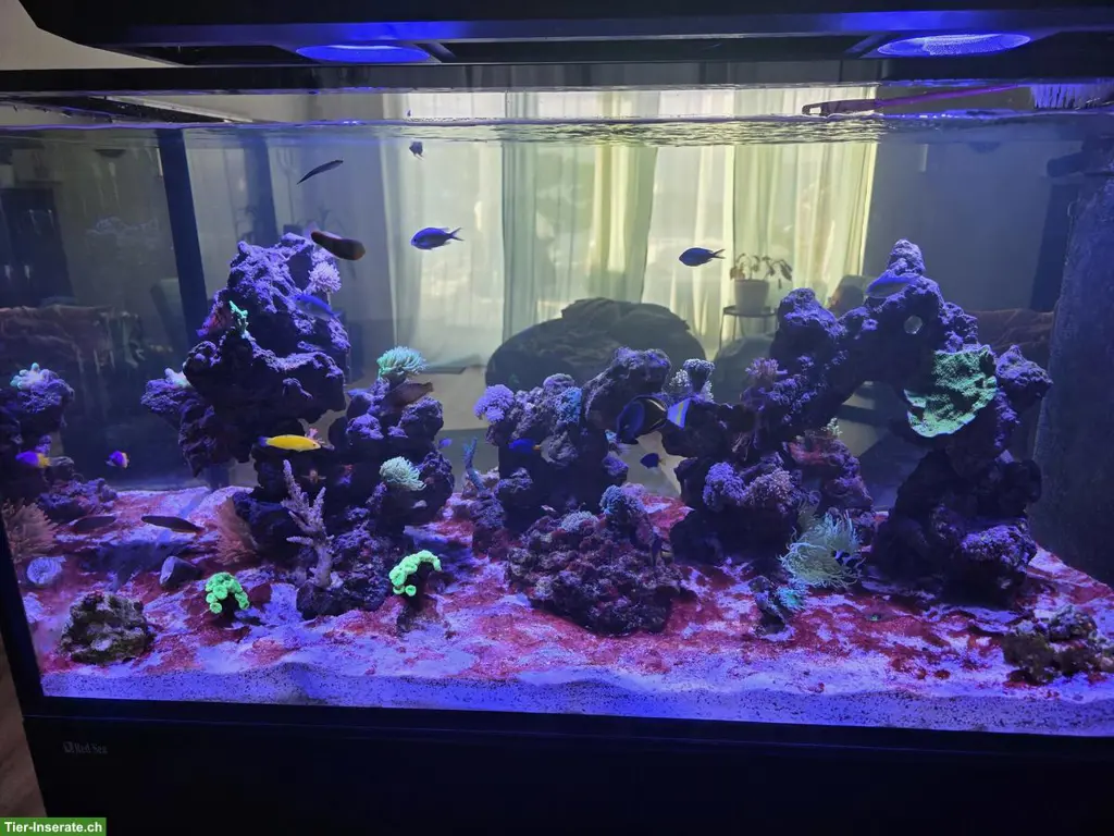 Meerwasseraquarium RedSea Peninsula 500 G3 inkl. Technik