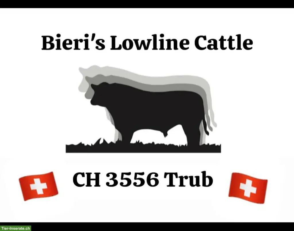 Schöne Lowline-Cattle Zuchtstiere im Leasingangebot