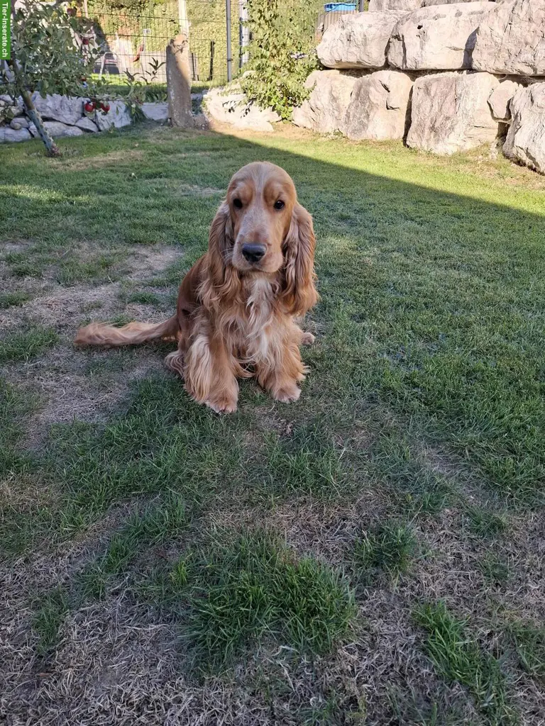 English Cocker Spaniel Rüde, reinrassig