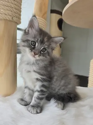 Maine Coon Kitten
