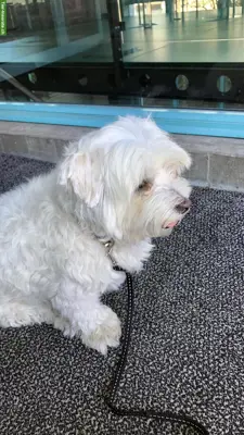 Hundebetreuung für Malteser, im Oktober, stundenweise