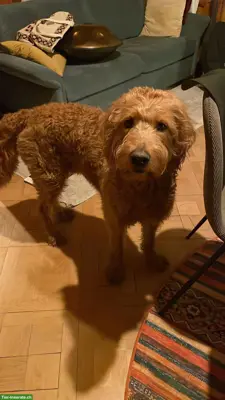 Goldendoodle Zuchtrüde in Region ZH nur für Zucht, kein Verkauf