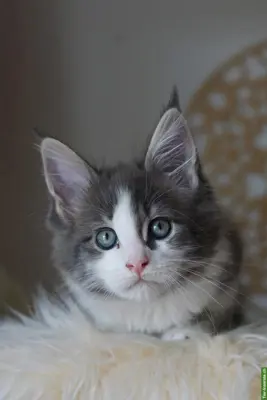 Maine Coon Kitten of Greywood suchen ihr Zuhause