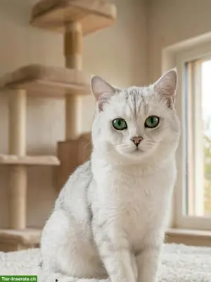 BKH Deckkater mit Stammbaum