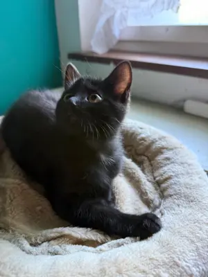Zwei junge Katzen suchen ein zuhause