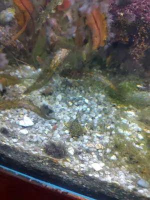 Ancistrus cirrhosus / Antennenwels