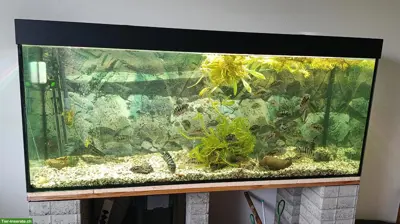 Zebrabuntbarsche Verkauf oder Tausch gegen andere Aquarienfische