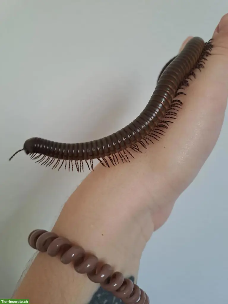 Spirostreptus spec. 8 "Grüne Fee" Tausendfüssler