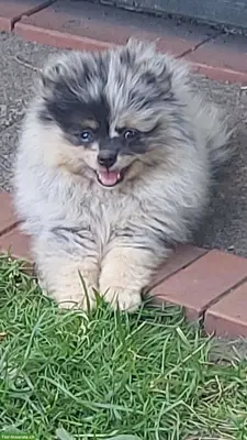 Zwergspitz / Pomeranian Welpen suchen neues Zuhause