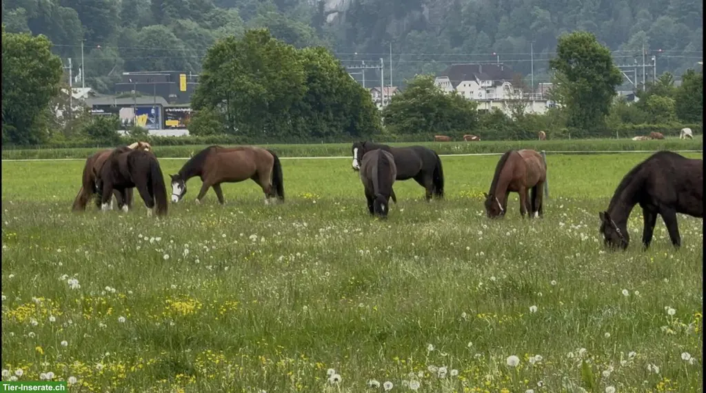Pensionsplatz für sozialen Wallach / Stute Matten bei Interlaken