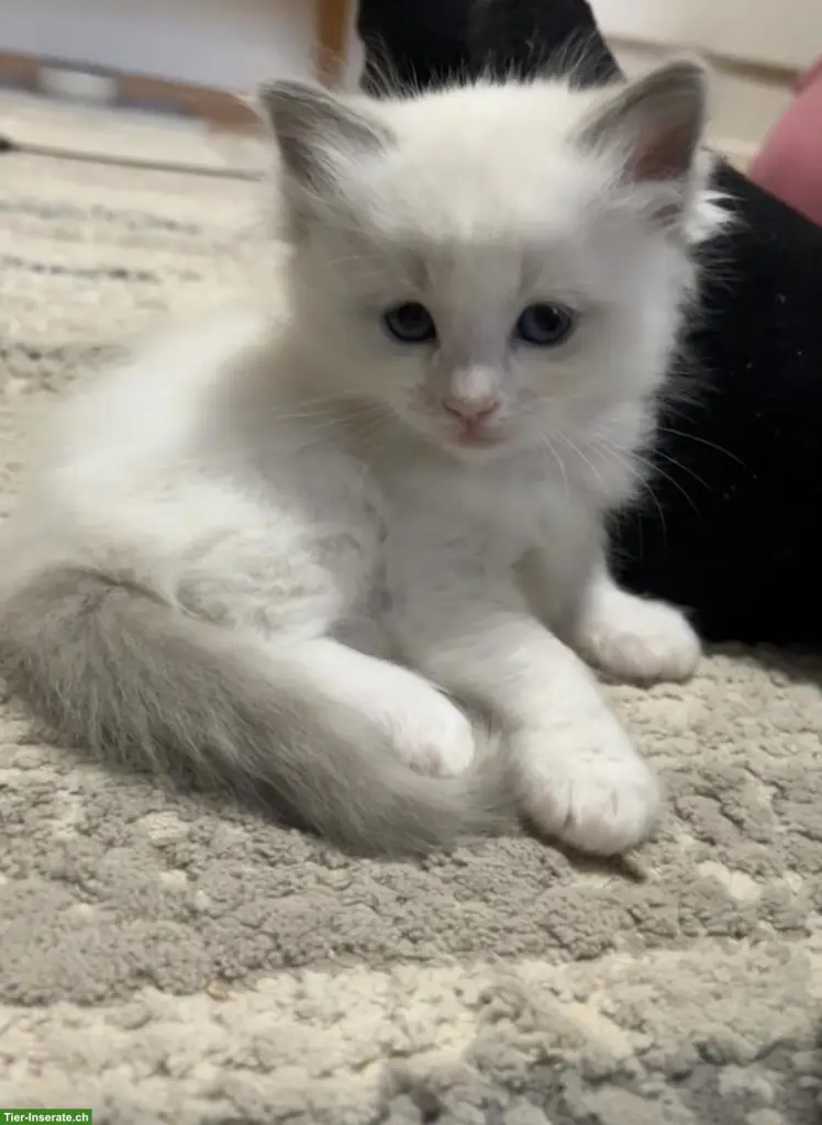 Ragdoll Kitten Blue Bicolor